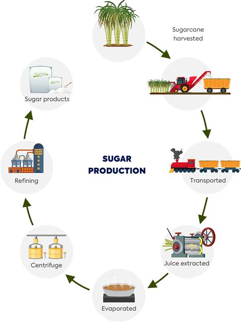 How is sugar made into alcohol?