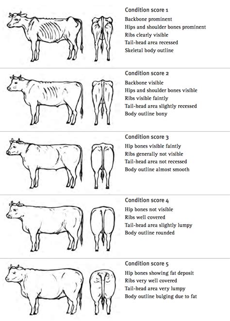 How is the conformation between the dairy cow and beef cattle different?