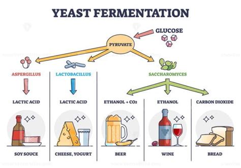 How is yeast killed in fermentation?