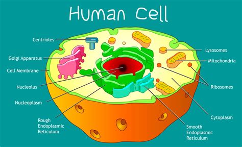 How large are human cells?