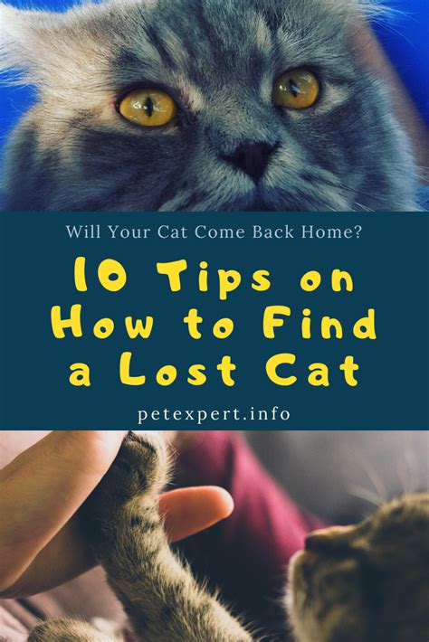 How likely is a cat to come back?