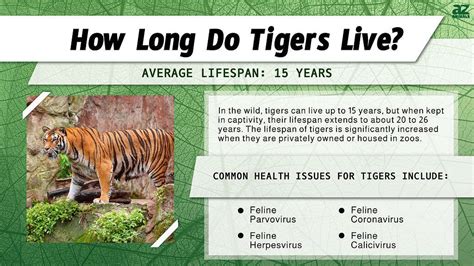 How long a tiger lives?