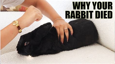 How long after a rabbit dies does it go stiff?