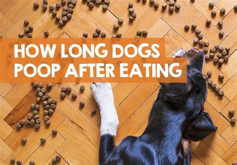 How long after eating do dogs poop?