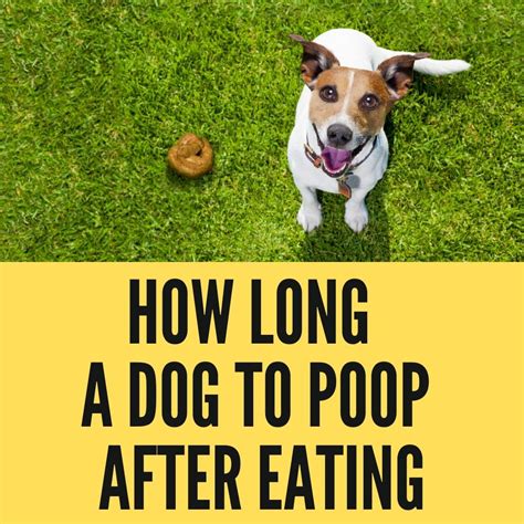 How long after eating does a dog poop?