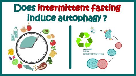 How long after fasting does autophagy start?