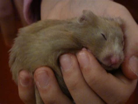 How long are Syrian hamsters pregnant for?