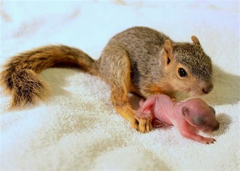 How long are baby squirrels blind?