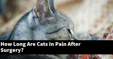 How long are cats in pain after surgery?