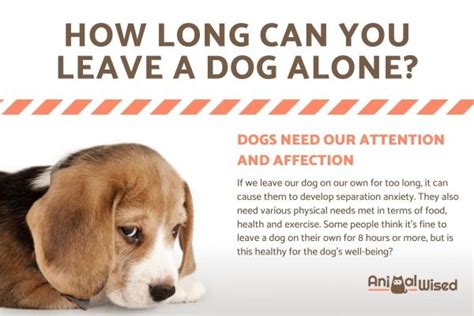 How long are dogs OK alone?