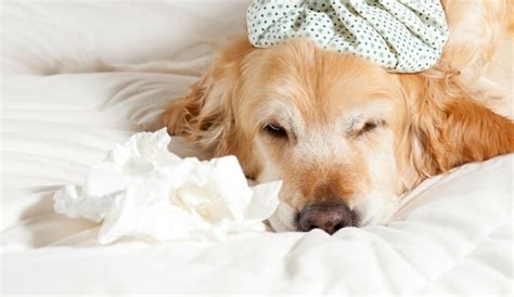 How long are dogs sick with salmonella?