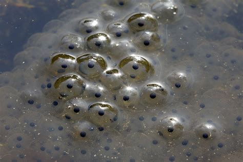 How long are frogs eggs for?