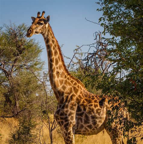 How long are giraffes pregnant?