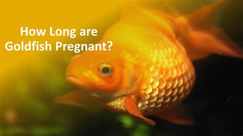How long are goldfish pregnant?