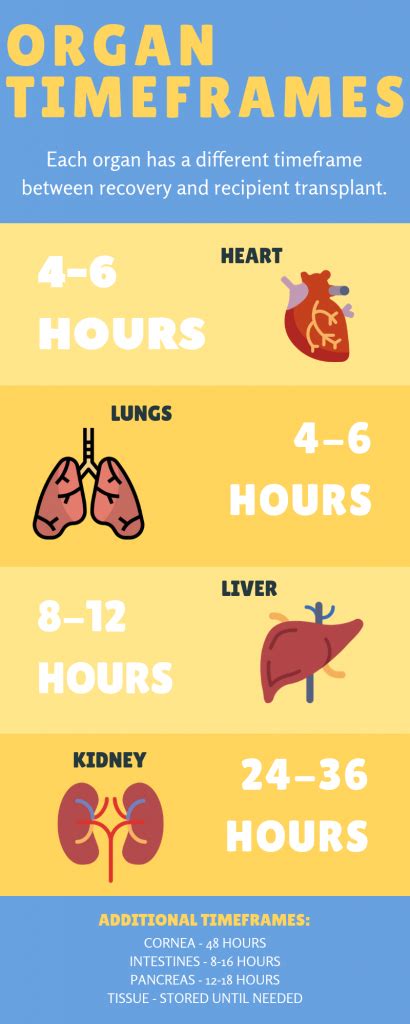 How long are organs viable after death?