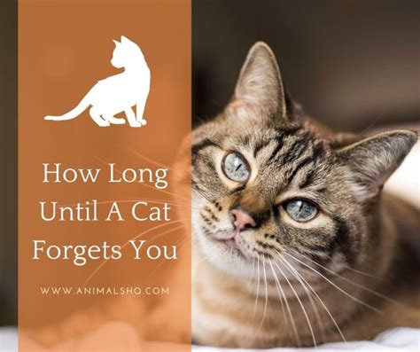 How long before a cat forgets another cat?