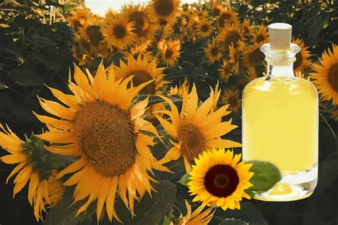 How long before sunflower oil goes bad?