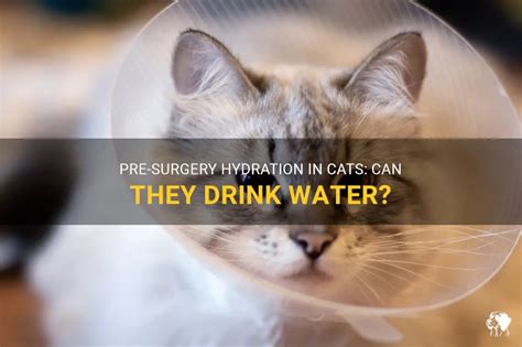 How long before surgery can a cat drink water?