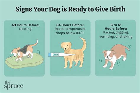 How long before you know a dog is pregnant?