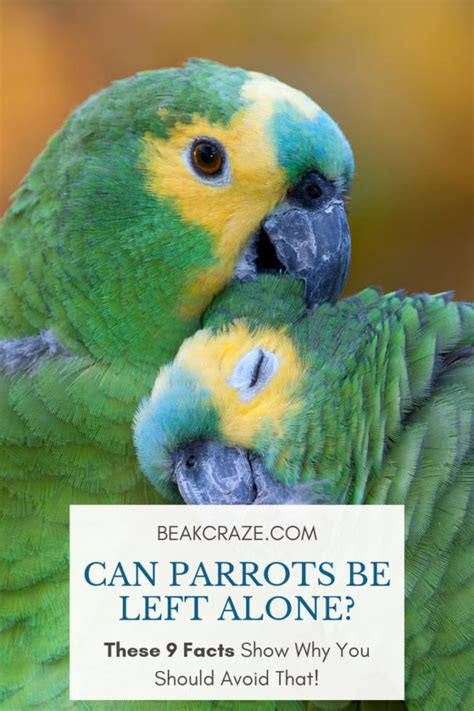 How long can Amazon parrots be left alone?