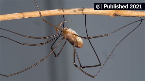 How long can Daddy Long Legs live for?