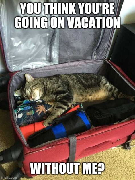 How long can I go on vacation without my cat?