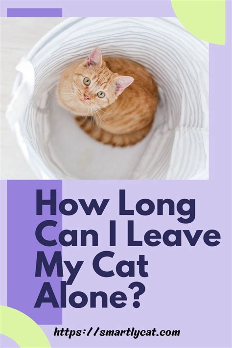How long can I leave my cat alone?