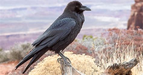 How long can Raven live?