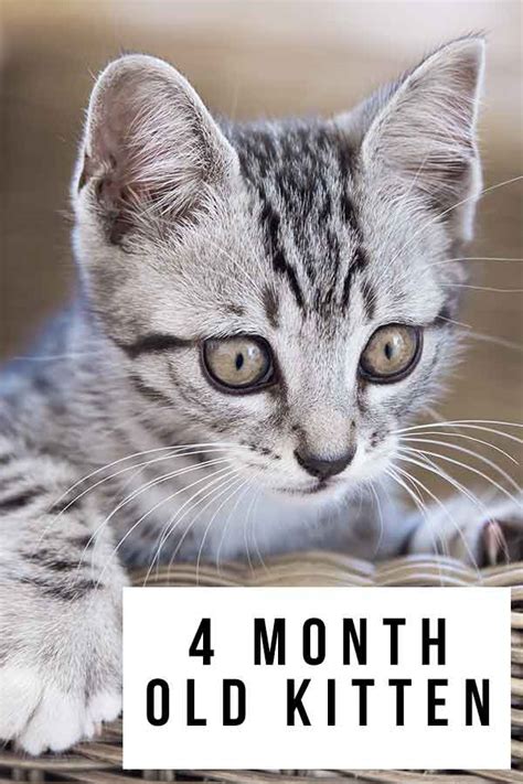 How long can a 4 month old kitten be alone?