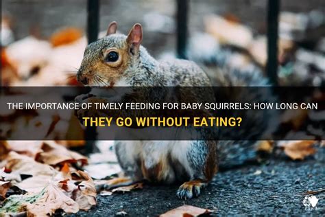 How long can a baby squirrel go without pooping?