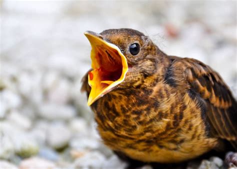 How long can a bird scream for?