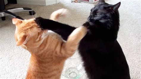 How long can a cat fight last?