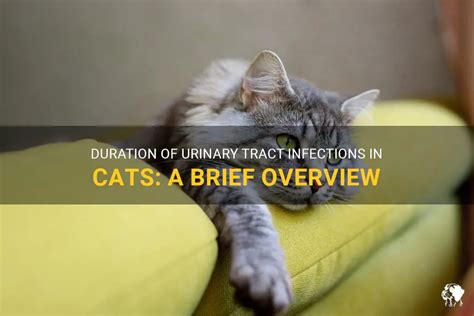 How long can a cat have a UTI before it becomes serious?