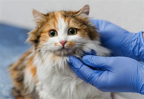 How long can a cat live with a cancerous tumor?