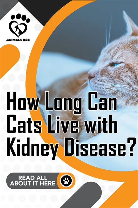 How long can a cat live with kidney failure without treatment?
