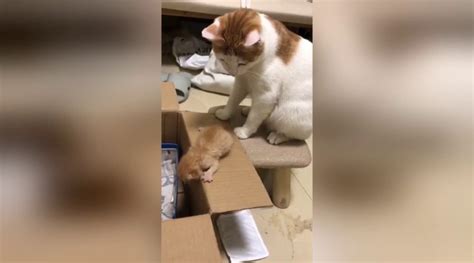 How long can a cat push a kitten out?