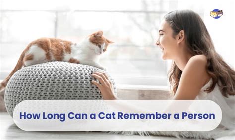 How long can a cat remember a person?