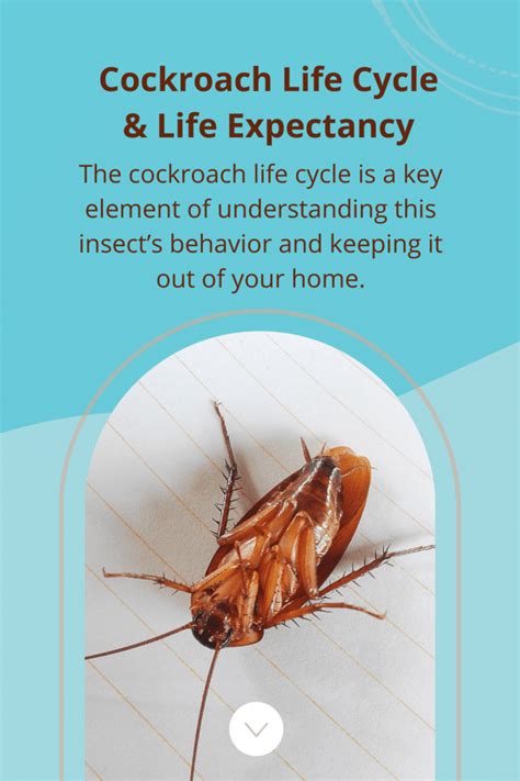 How long can a cockroach live?