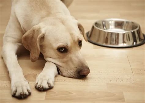 How long can a dog go without food?