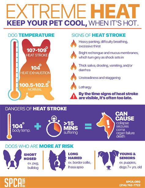 How long can a dog survive in a hot car?
