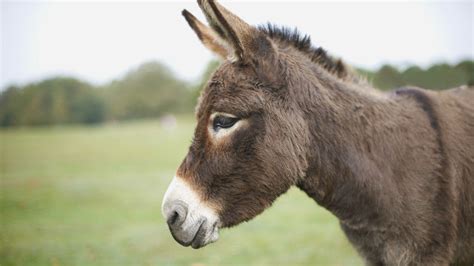 How long can a donkey live?