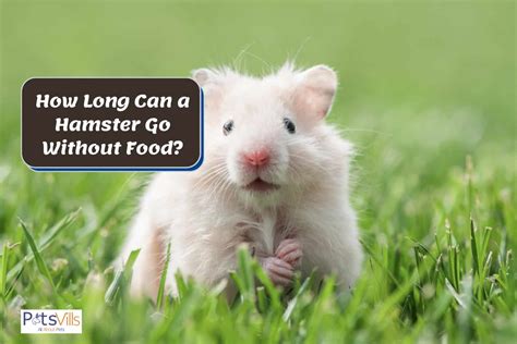 How long can a hamster go without food?
