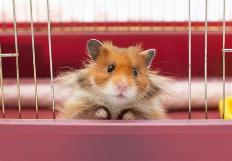 How long can a hamster survive out of its cage?