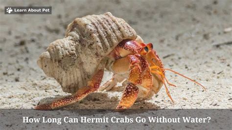 How long can a hermit crab go without water?