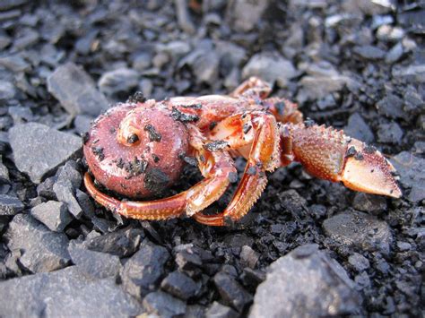 How long can a hermit crab survive without a shell?