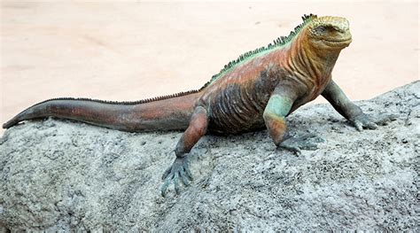 How long can a iguana live?