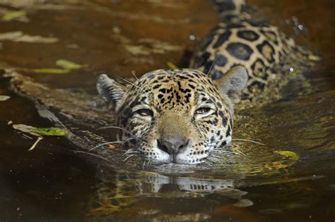 How long can a jaguar live?