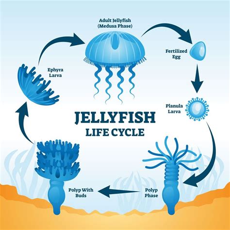 How long can a jellyfish live?