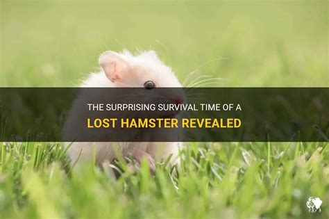 How long can a lost hamster survive?
