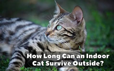 How long can a missing cat survive?